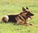 Adestramento de cães em Itajaí